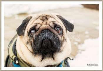Framed Poster Dog breed pug. Portrait of a pet