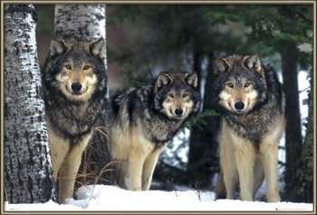 Framed Poster Wolves